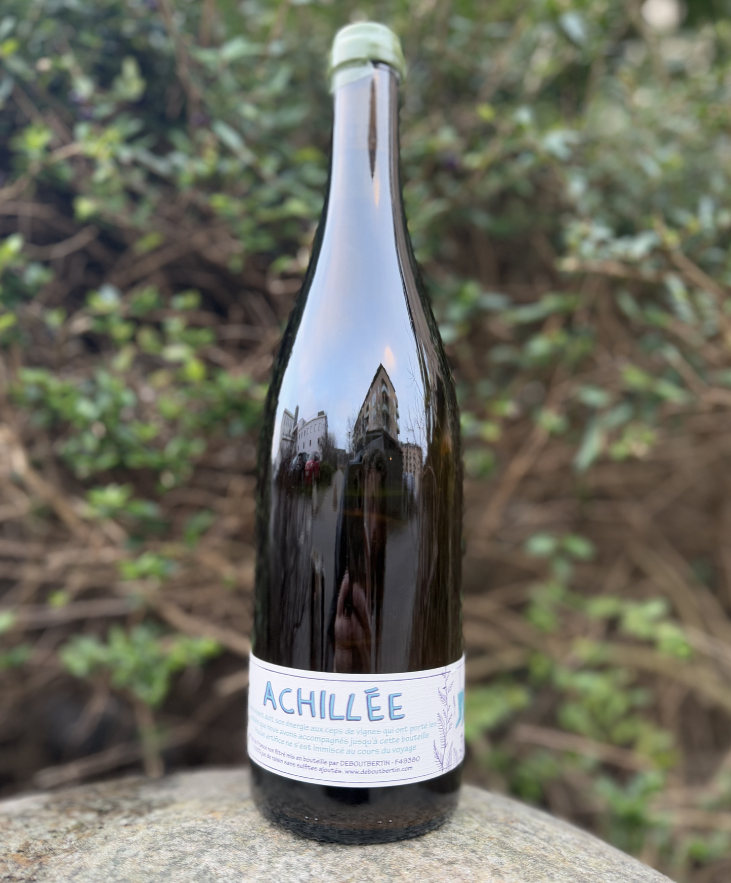 Achillée